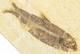 Limestone with Two Fossil Fish (Knightia) - Wyoming #346950-1